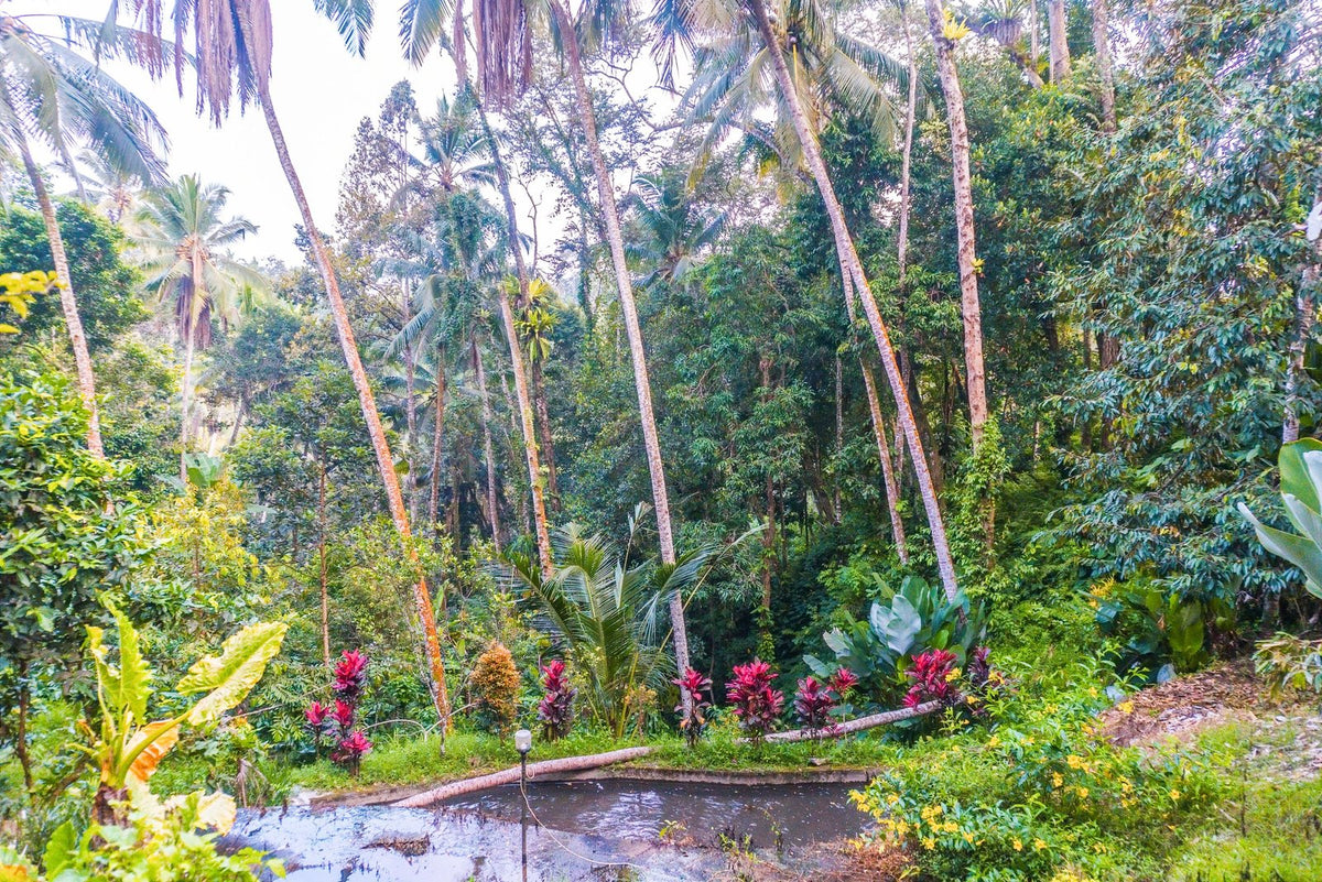 Jungle Dorm - Bali Fire Dance Retreat 2027